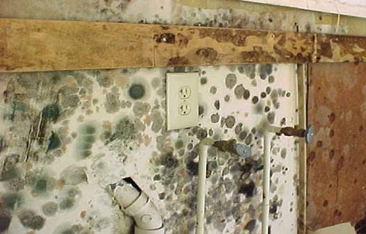 Mold Damage Claims