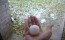 Hail Damage