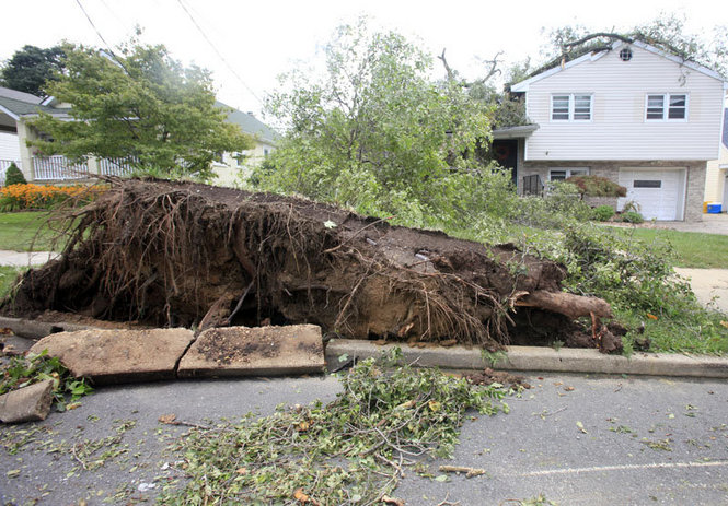 Tree On Roof: roof damage claim documentation
