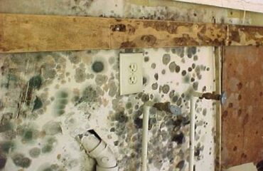 Mold Damage Insurance Claims