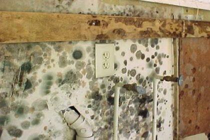 Mold Damage Insurance Claims