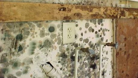 Mold Damage Insurance Claims